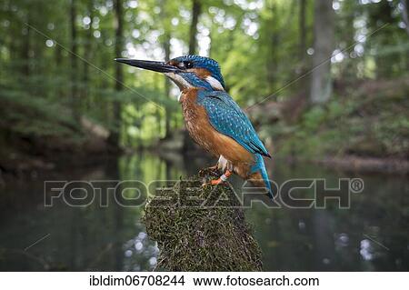 Picture - Common kingfisher (Alcedo atthis), in the biotope, North Rhine-Westphalia, Germany, Europe. Fotosearch