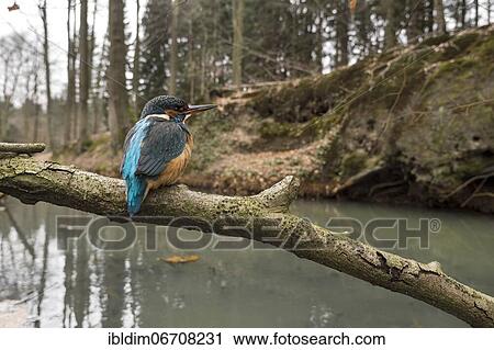 Common kingfisher (Alcedo atthis), in the background the breeding hole in the steep face, North Rhine-Westphalia, Germany, Europe View Large Photo Image Stock Image - Common kingfisher (Alcedo atthis), in the background the breeding hole in the steep face, North Rhine-Westphalia, Germany, Europe. Fotosearch
