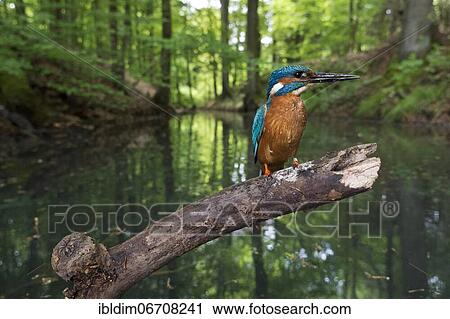 Common kingfisher (Alcedo atthis), in the biotope, North Rhine-Westphalia, Germany, Europe View Large Photo Image Stock Image - Common kingfisher (Alcedo atthis), in the biotope, North Rhine-Westphalia, Germany, Europe. Fotosearch