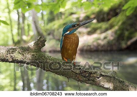 Common kingfisher (Alcedo atthis), in the biotope, North Rhine-Westphalia, Germany, Europe View Large Photo Image Stock Image - Common kingfisher (Alcedo atthis), in the biotope, North Rhine-Westphalia, Germany, Europe. Fotosearch