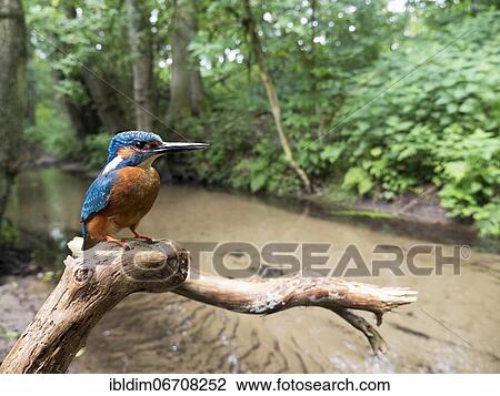 Common kingfisher (Alcedo atthis), in the biotope, North Rhine-Westphalia, Germany, Europe View Large Photo Image Stock Image - Common kingfisher (Alcedo atthis), in the biotope, North Rhine-Westphalia, Germany, Europe. Fotosearch