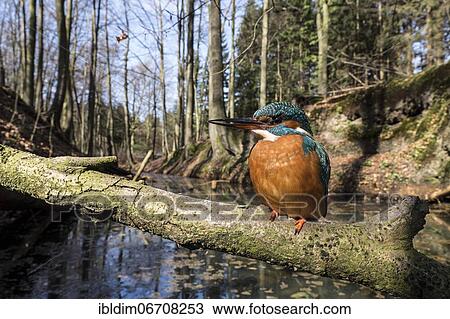 Common kingfisher (Alcedo atthis), in the biotope, North Rhine-Westphalia, Germany, Europe View Large Photo Image Stock Image - Common kingfisher (Alcedo atthis), in the biotope, North Rhine-Westphalia, Germany, Europe. Fotosearch