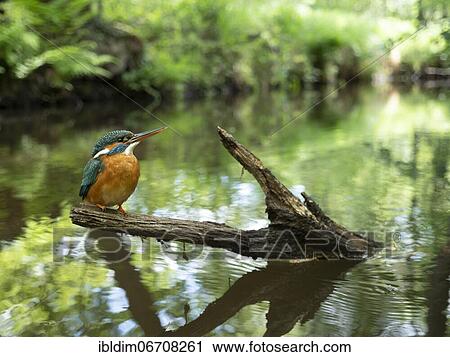 Common kingfisher (Alcedo atthis), in the biotope, North Rhine-Westphalia, Germany, Europe View Large Photo Image Stock Image - Common kingfisher (Alcedo atthis), in the biotope, North Rhine-Westphalia, Germany, Europe. Fotosearch