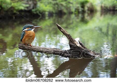 Common kingfisher (Alcedo atthis), in the biotope, North Rhine-Westphalia, Germany, Europe View Large Photo Image Stock Image - Common kingfisher (Alcedo atthis), in the biotope, North Rhine-Westphalia, Germany, Europe. Fotosearch