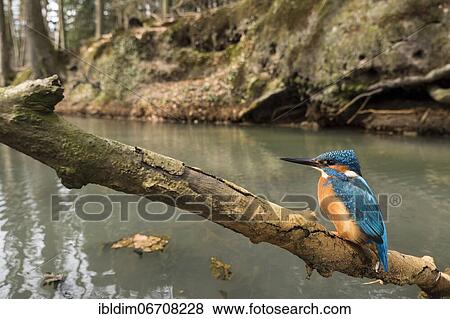 Common kingfisher (Alcedo atthis), in the background the breeding hole in the steep face, North Rhine-Westphalia, Germany, Europe View Large Photo Image Stock Photo - Common kingfisher (Alcedo atthis), in the background the breeding hole in the steep face, North Rhine-Westphalia, Germany, Europe. Fotosearch