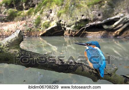 Common kingfisher (Alcedo atthis), in the background the breeding hole in the steep face, North Rhine-Westphalia, Germany, Europe View Large Photo Image Stock Photo - Common kingfisher (Alcedo atthis), in the background the breeding hole in the steep face, North Rhine-Westphalia, Germany, Europe. Fotosearch