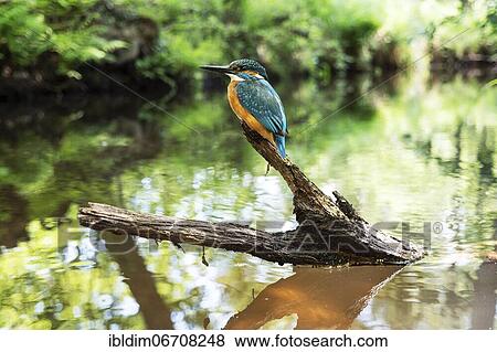 Common kingfisher (Alcedo atthis), in the biotope, North Rhine-Westphalia, Germany, Europe View Large Photo Image Stock Photo - Common kingfisher (Alcedo atthis), in the biotope, North Rhine-Westphalia, Germany, Europe. Fotosearch