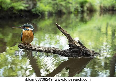 Common kingfisher (Alcedo atthis), in the biotope, North Rhine-Westphalia, Germany, Europe View Large Photo Image Stock Photo - Common kingfisher (Alcedo atthis), in the biotope, North Rhine-Westphalia, Germany, Europe. Fotosearch