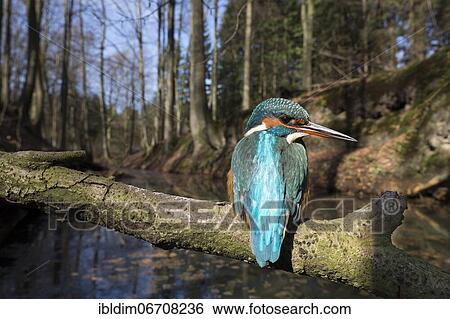 Stock Photograph - Common kingfisher (Alcedo atthis), in the biotope, North Rhine-Westphalia, Germany, Europe. Fotosearch