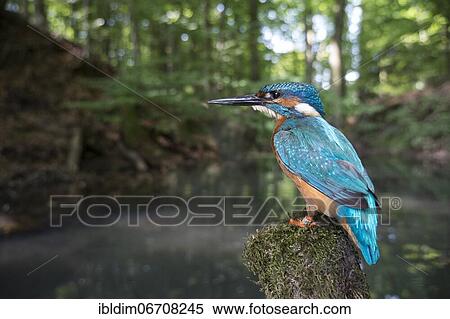 Common kingfisher (Alcedo atthis), in the biotope, North Rhine-Westphalia, Germany, Europe View Large Photo Image Stock Photography - Common kingfisher (Alcedo atthis), in the biotope, North Rhine-Westphalia, Germany, Europe. Fotosearch