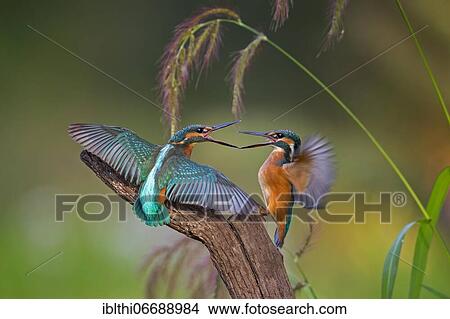 Common kingfisher (Alcedo atthis) Middle Elbe Biosphere Reserve, young birds fighting over a territory, Saxony-Anhalt, Germany, Europe View Large Photo Image Picture - Common kingfisher (Alcedo atthis) Middle Elbe Biosphere Reserve, young birds fighting over a territory, Saxony-Anhalt, Germany, Europe. Fotosearch