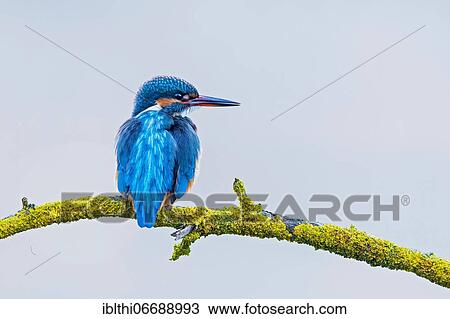 Stock Image - Common kingfisher (Alcedo atthis) Middle Elbe Biosphere Reserve, female, Saxony-Anhalt, Germany, Europe. Fotosearch