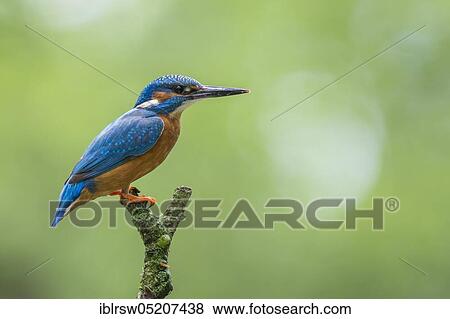 Common Kingfisher (Alcedo atthis), Lower Saxony, Germany, Europe View Large Photo Image Stock Photo - Common Kingfisher (Alcedo atthis), Lower Saxony, Germany, Europe. Fotosearch