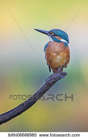 Common kingfisher (Alcedo atthis) Middle Elbe Biosphere Reserve, male, Saxony-Anhalt, Germany, Europe View Large Photo Image Stock Photography - Common kingfisher (Alcedo atthis) Middle Elbe Biosphere Reserve, male, Saxony-Anhalt, Germany, Europe. Fotosearch