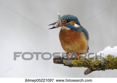 Common kingfisher (Alcedo atthis) with captured belica (Leucaspius delineatus) View Large Photo Image Stock Photo - Common kingfisher (Alcedo atthis) with captured belica (Leucaspius delineatus). Fotosearch