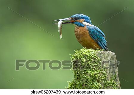 Stock Photo - Common kingfisher (Alcedo atthis) with captured fish, Lower Saxony, Germany, Europe. Fotosearch