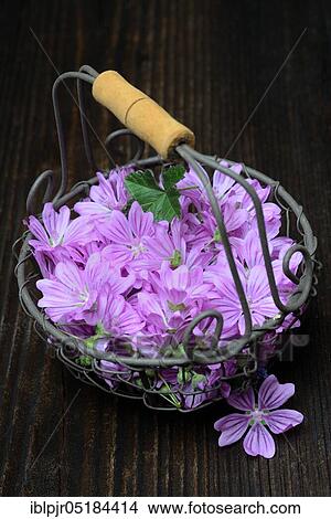 Common mallow ( Malva sylvestris) mallow blossoms in wire basket View Large Photo Image Picture - Common mallow ( Malva sylvestris) mallow blossoms in wire basket. Fotosearch