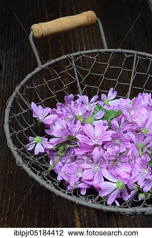 Common mallow ( Malva sylvestris) mallow blossoms in wire basket View Large Photo Image Stock Image - Common mallow ( Malva sylvestris) mallow blossoms in wire basket. Fotosearch
