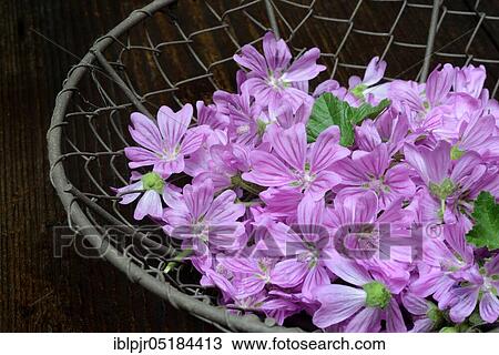 Stock Image - Common mallow ( Malva sylvestris) mallow blossoms in wire basket. Fotosearch