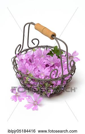 Common mallow ( Malva sylvestris) mallow blossoms in wire basket View Large Photo Image Stock Photograph - Common mallow ( Malva sylvestris) mallow blossoms in wire basket. Fotosearch