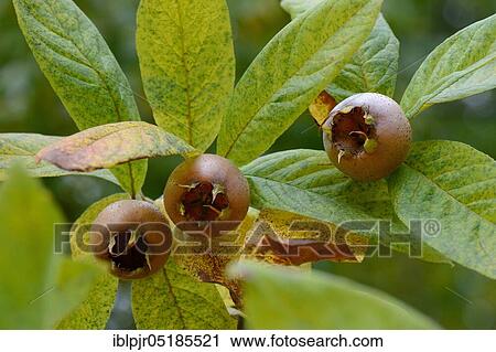 Stock Image - Common medlar (Mespilus germanica). Fotosearch