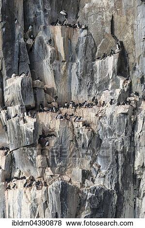 Common murres (Uria aalge) at the bird cliffs Alkefjellet, Svalbard, Spitsbergen, Norway, Europe View Large Photo Image Stock Photo - Common murres (Uria aalge) at the bird cliffs Alkefjellet, Svalbard, Spitsbergen, Norway, Europe. Fotosearch