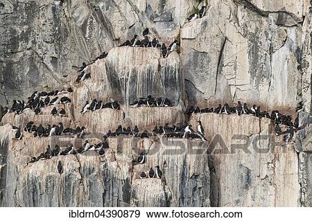 Common murres (Uria aalge) at the bird cliffs Alkefjellet, Svalbard, Spitsbergen, Norway, Europe View Large Photo Image Stock Photo - Common murres (Uria aalge) at the bird cliffs Alkefjellet, Svalbard, Spitsbergen, Norway, Europe. Fotosearch