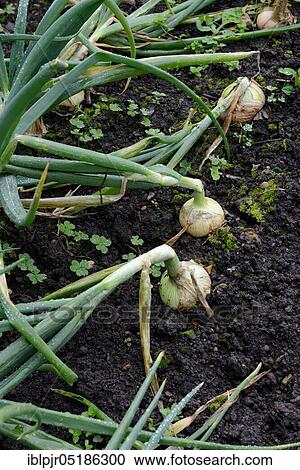 Stock Image - Common onions ( Allium cepa) in ground. Fotosearch