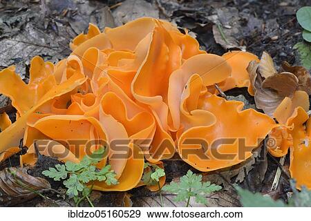 Stock Photo - Common orange cup (Aleuria aurantia). Fotosearch