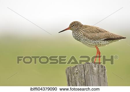 Stock Image - Common redshank (Tringa totanus) on pole, adult, Texel, North Holland, Holland, Netherlands. Fotosearch
