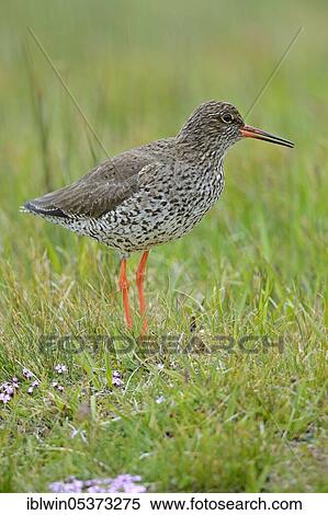 Common redshank (Tringa totanus), Iceland, Europe View Large Photo Image Stock Photography - Common redshank (Tringa totanus), Iceland, Europe. Fotosearch