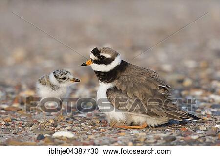 Common ringed plover (Charadrius hiaticula) with chick, Texel, Province of North Holland, Netherlands View Large Photo Image Stock Image - Common ringed plover (Charadrius hiaticula) with chick, Texel, Province of North Holland, Netherlands. Fotosearch