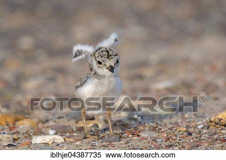 Common ringed plover (Charadrius hiaticula), chicks with wings spread, Texel, Province of North Holland, Netherlands View Large Photo Image Stock Photography - Common ringed plover (Charadrius hiaticula), chicks with wings spread, Texel, Province of North Holland, Netherlands. Fotosearch
