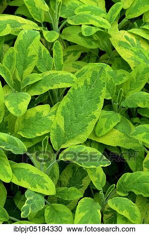 Stock Image - Common sage (Salvia officinalis) Variety Aurea. Fotosearch