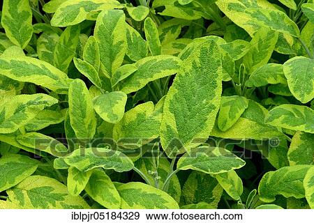 Stock Photo - Common sage (Salvia officinalis) Variety Aurea. Fotosearch