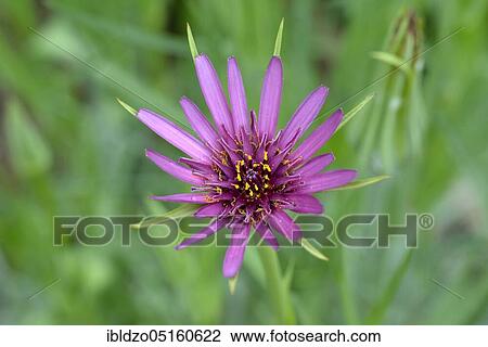 Common salsify (Purple salsifies) Oatroot (Purple salsifies) View Large Photo Image Stock Image - Common salsify (Purple salsifies) Oatroot (Purple salsifies). Fotosearch