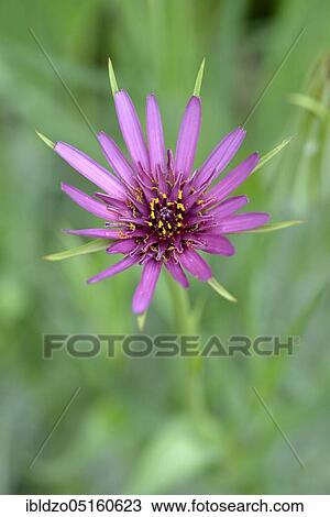 Common salsify (Purple salsifies) Oatroot (Purple salsifies) View Large Photo Image Stock Image - Common salsify (Purple salsifies) Oatroot (Purple salsifies). Fotosearch