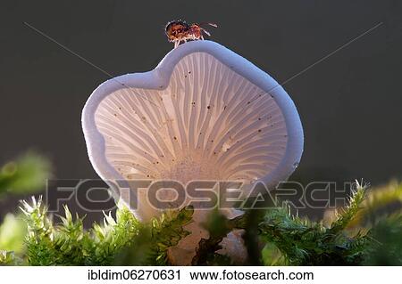 Common stump-foot (Crepidotus variabilis), North Rhine-Westphalia, Germany, Europe View Large Photo Image Stock Image - Common stump-foot (Crepidotus variabilis), North Rhine-Westphalia, Germany, Europe. Fotosearch