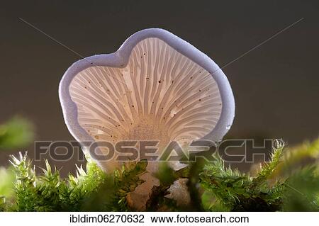 Common stump-foot (Crepidotus variabilis), North Rhine-Westphalia, Germany, Europe View Large Photo Image Stock Image - Common stump-foot (Crepidotus variabilis), North Rhine-Westphalia, Germany, Europe. Fotosearch