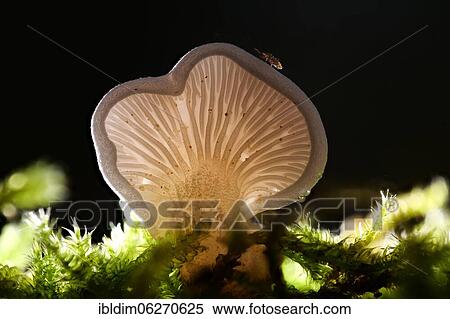 Common stump-foot (Crepidotus variabilis), North Rhine-Westphalia, Germany, Europe View Large Photo Image Stock Photography - Common stump-foot (Crepidotus variabilis), North Rhine-Westphalia, Germany, Europe. Fotosearch