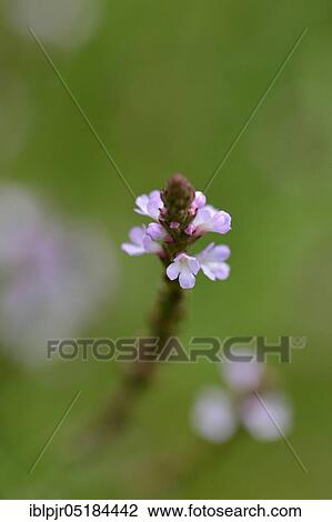 Common vervain ( Verbena officinalis) View Large Photo Image Stock Image - Common vervain ( Verbena officinalis). Fotosearch