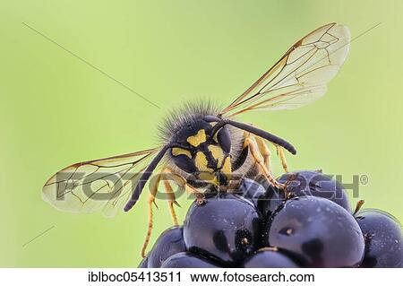 Stock Image - Common wasp (Vespula vulgaris) on blackberry, Hannover, Lower Saxony, Germany, Europe. Fotosearch