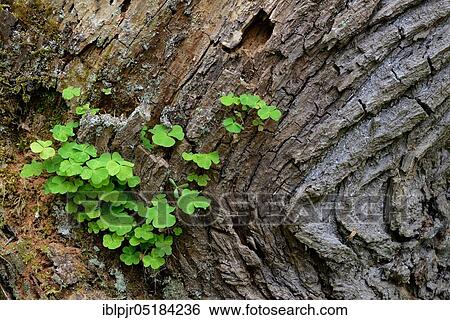 Stock Photograph - Common Wood Sorrel (Oxalis acetosella). Fotosearch