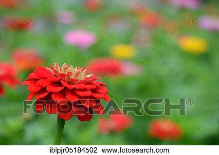 Common zinnia (Zinnia elegans) View Large Photo Image Stock Image - Common zinnia (Zinnia elegans). Fotosearch