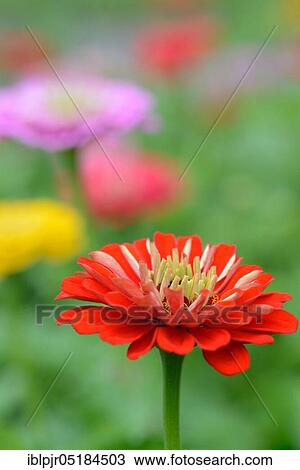 Common zinnia (Zinnia elegans) View Large Photo Image Stock Image - Common zinnia (Zinnia elegans). Fotosearch
