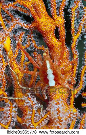 Stock Photo - Conical Crab (Xenocarcinus conicus), Kai Islands, Moluccas, Indonesia, Asia. Fotosearch