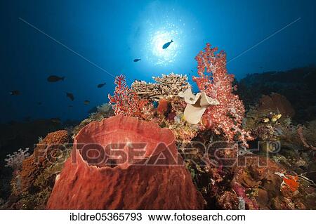Coral reef with barrel sponge (Xestospongia testudinaria), Kai Islands, Moluccas, Indonesia, Asia View Large Photo Image Stock Image - Coral reef with barrel sponge (Xestospongia testudinaria), Kai Islands, Moluccas, Indonesia, Asia. Fotosearch