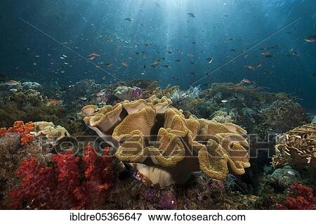 Coral reef with mushroom leather coral, Sarcophyton sp., Triton Bay, West Papua, Indonesia, Asia View Large Photo Image Stock Photo - Coral reef with mushroom leather coral, Sarcophyton sp., Triton Bay, West Papua, Indonesia, Asia. Fotosearch