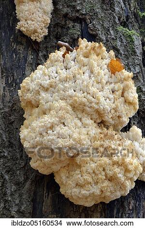 Coral Tooth (Hericium coralloides) View Large Photo Image Picture - Coral Tooth (Hericium coralloides). Fotosearch