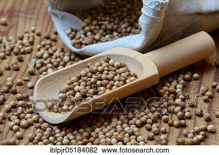 Corianderseeds ( Coriandrum sativum) with wooden shovel View Large Photo Image Stock Image - Corianderseeds ( Coriandrum sativum) with wooden shovel. Fotosearch